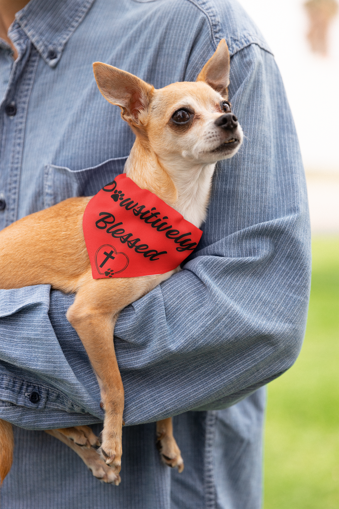 A small dog wearing a red bandana that says Pawsitively Blessed with a cross, heart, and paw print on it, is held in the crook of a person's arm. You can see the person is outside and is wearing a blue button up, long sleeved shirt but it is cropped so you don't see any more of the person.